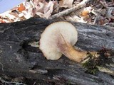 Polyporus tuberaster image