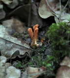 Cordyceps militaris image