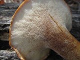 Polyporus tuberaster image