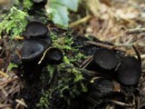 Pseudoplectania nigrella image
