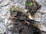 Pseudoplectania nigrella image
