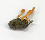 Cordyceps militaris image