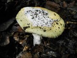 Amanita vernicoccora image