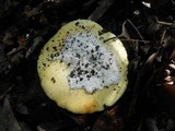 Amanita vernicoccora image