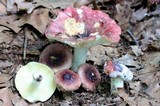 Russula vinacea image