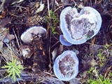 Hydnellum caeruleum image