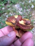 Phylloporus rhodoxanthus image
