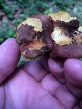 Phylloporus rhodoxanthus image