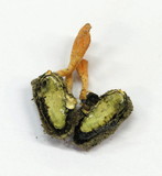 Cordyceps militaris image
