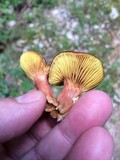 Phylloporus rhodoxanthus image