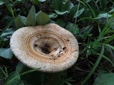 Lactarius psammicola image
