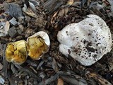 Calvatia pachyderma image