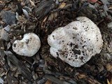 Calvatia pachyderma image