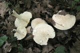 Calocybe gambosa image