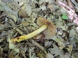 Cortinarius corrugatus image