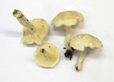Calocybe gambosa image