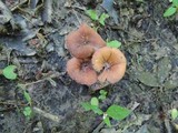 Laccaria maritima image