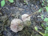 Laccaria maritima image