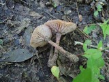 Laccaria maritima image