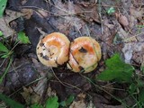 Russula pectinatoides image