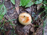 Russula pectinatoides image