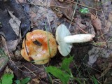 Russula pectinatoides image