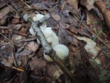 Crepidotus variabilis image