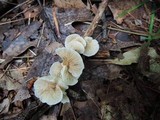Crepidotus variabilis image