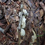 Crepidotus variabilis image