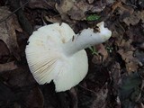 Russula vinacea image