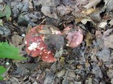 Russula vinacea image