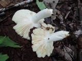 Russula vinacea image