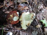 Russula vinacea image