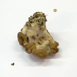 Gyromitra gigas image
