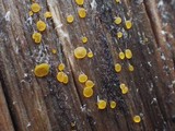 Dacrymyces minor image