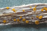 Dacrymyces minor image