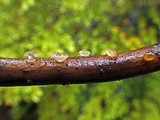 Dacrymyces capitatus image