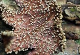 Physarum polycephalum image