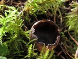 Neournula nordmanensis image