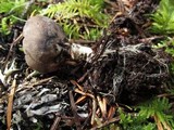 Neournula nordmanensis image