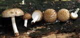Oudemansiella canarii image