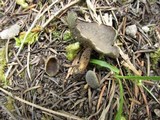 Helvella cupuliformis image