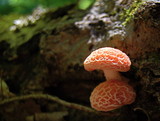 Rhodotus palmatus image