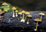 Pluteus chrysophlebius image