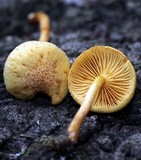 Gymnopilus praelaeticolor image