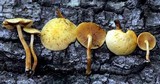 Gymnopilus praelaeticolor image
