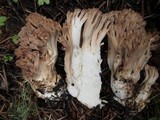 Ramaria rubiginosa image