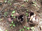 Sarcosphaera coronaria image