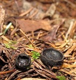 Plectania milleri image