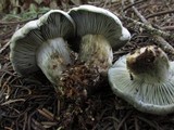 Hygrophorus caeruleus image